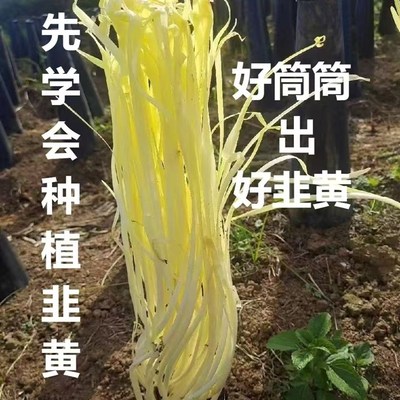 韭黄种植筒种韭黄蒜黄用的u黑罩子韭黄遮阳筒套筒不透光加大加厚