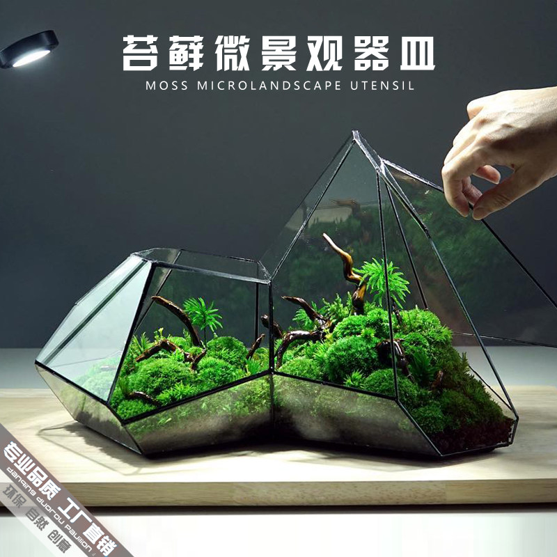 生态瓶青苔苔藓微景观绿植物盆栽几何玻璃花房diy造盆景桌面摆件