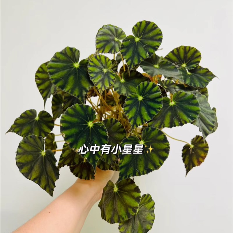 蟆叶秋海棠盆栽室内绿植彩叶芋观叶海芋热植垂丝海棠观叶植物花卉