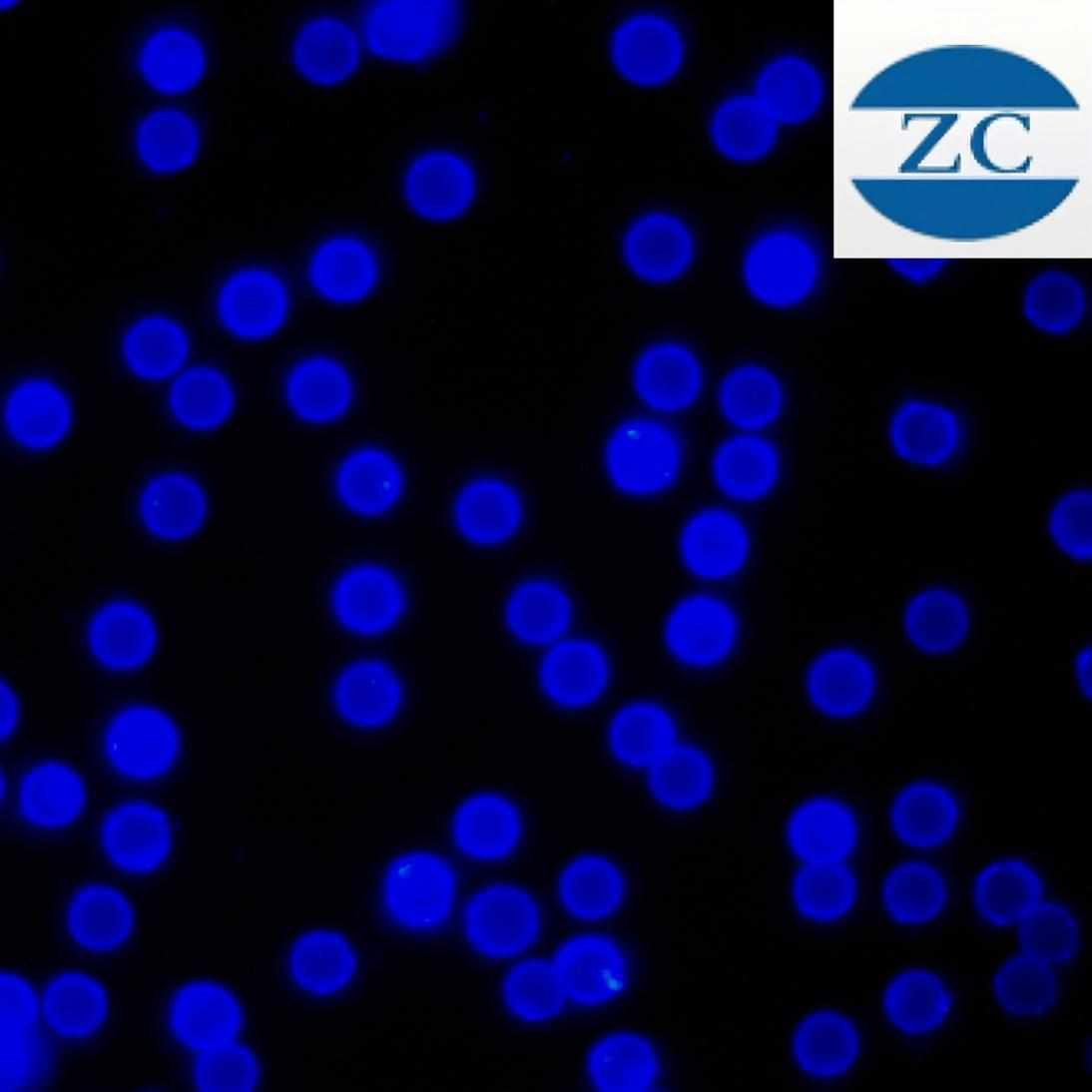 黄色稀土聚苯乙烯 时间铕分辨 荧光荧光微微红色//球绿色球蓝色 /