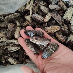 乌稍蛇头100克 四川乌蛇白花蛇 乌梢蛇干特级五步蛇头