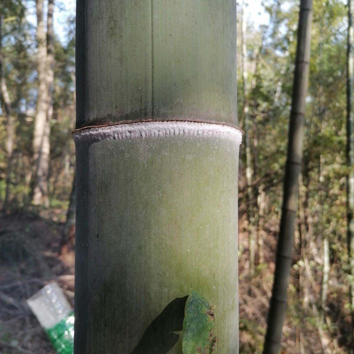 现采竹白霜送茶油深山现刮白竹霜新鲜纯天然竹白粉竹节霜竹,传统滋补营养品,其他药食同源食品,淘宝优惠券,粉丝福利购,淘宝优惠卷