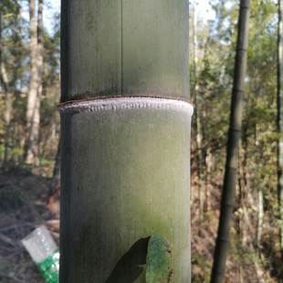 现采竹白霜送茶油深山现刮白竹霜新鲜纯天然竹白粉竹节霜竹