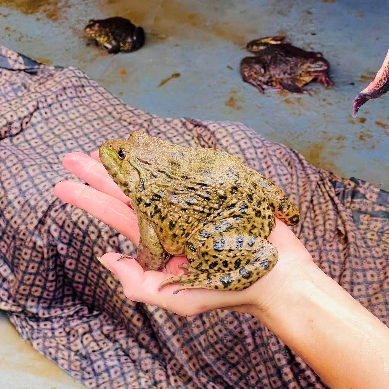 [正宗稻田蛙]原生态散养田鸡活蛙高档水产江西石鸡非牛蛙青蛙石蛙