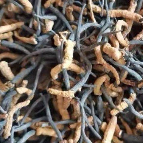 断虫草四川虫草非野生虫草非西藏那曲断草正宗正品人工冬虫夏草