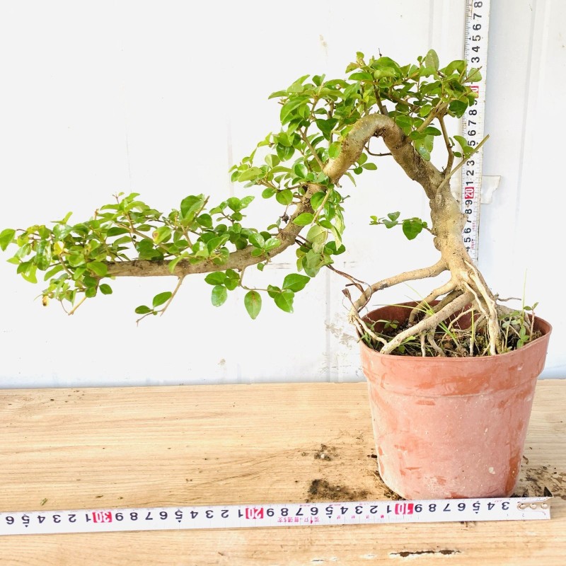 悬崖式小叶栀子花提根飘枝造型罗汉松盆景九里香白蜡女贞矮霸老桩