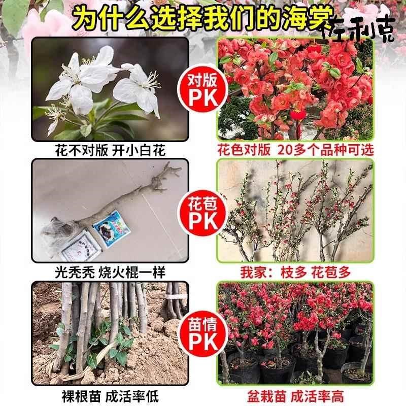 海棠花盆栽树苗老桩盆景庭院好养四季阳台植物室内花卉绿植