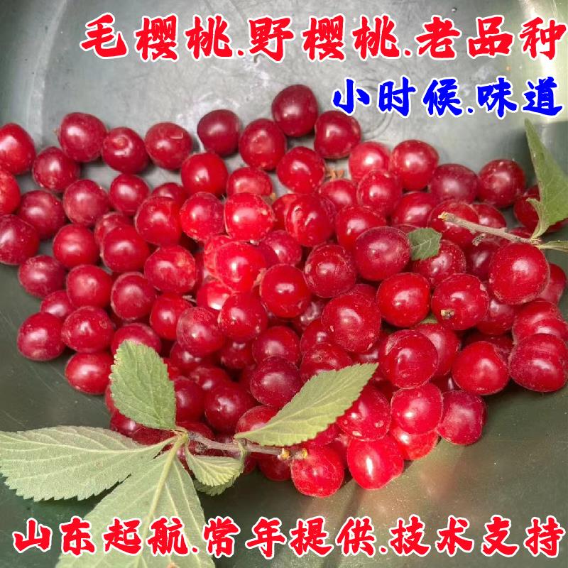 老品种毛樱桃树苖野生山苗