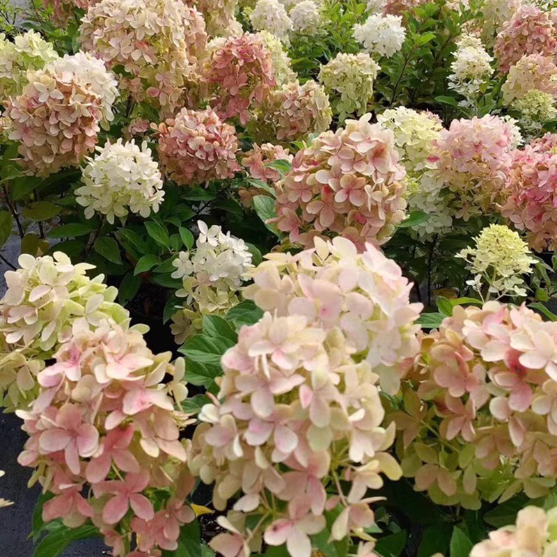 圆锥绣球香香草莓夏日美人绣球木本植物大花庭院露台花卉盆栽花苗