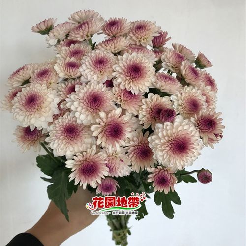 家庭办公室婚礼插花 超长花期雏菊 好养的多头小菊家族 鲜花速递