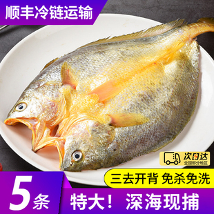 大黄鱼三去开背免杀免洗深海纯野生新鲜特大正宗冰鲜黄花鱼黄鱼鲞