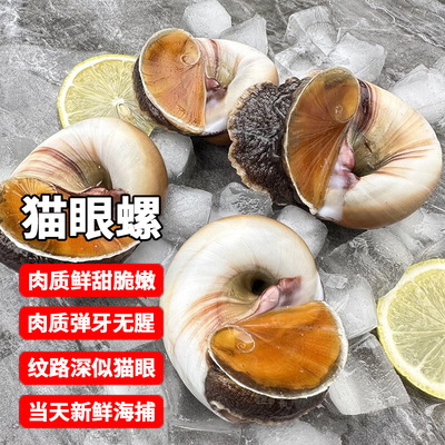 猫眼螺 鲜活捕捞超大香螺新鲜活冻沙螺田玉螺海螺花螺贝类海鲜