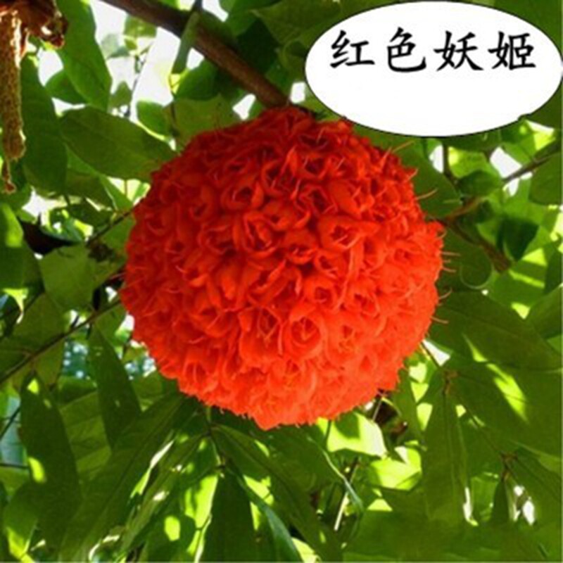 木绣球树苗盆景阳台南北方庭院地栽稀有名贵绣球树耐寒植物琼花树