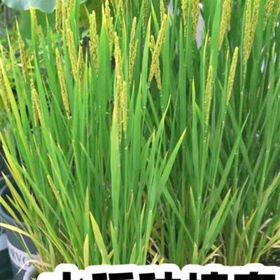水稻种孑水培盒子种植套装盆栽小学生H儿童观察植物生长科学课作
