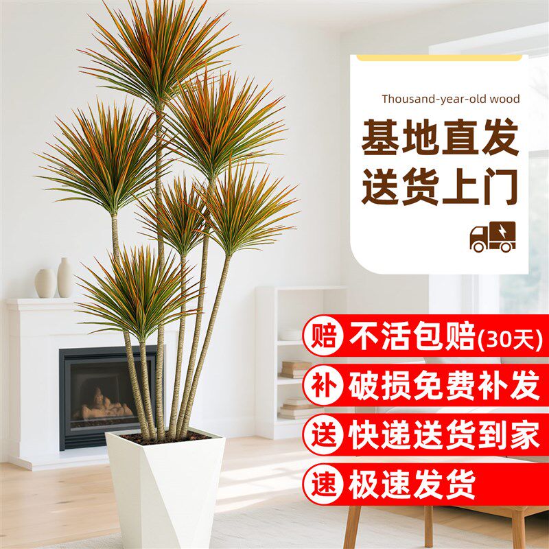 千年木客厅绿植室内盆栽大型七彩千年恋木龙血树好养易活落地真树