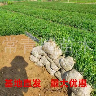 常绿龟甲冬青树苗球庭院别墅绿化苗龟甲冬青盆景小叶造型素材小苗