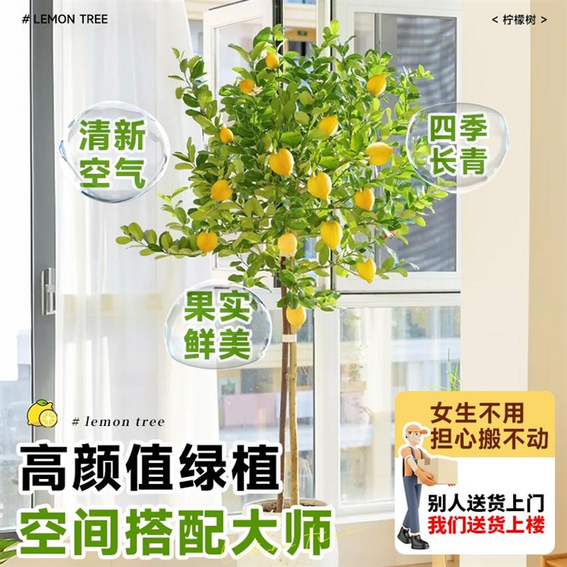 香水柠檬树盆栽带果可食用室内客厅果树绿植南北方种植四季好养活