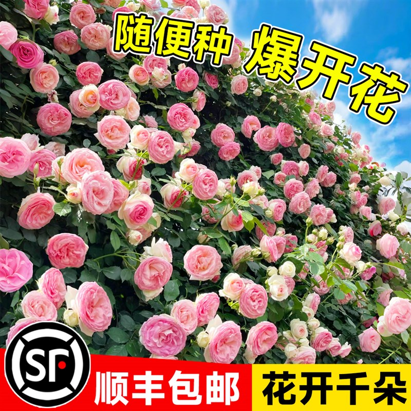 蔷薇花苗爬藤四季开花月季花苗蒂娜盆栽带花苞浓香型藤本爬墙花卉