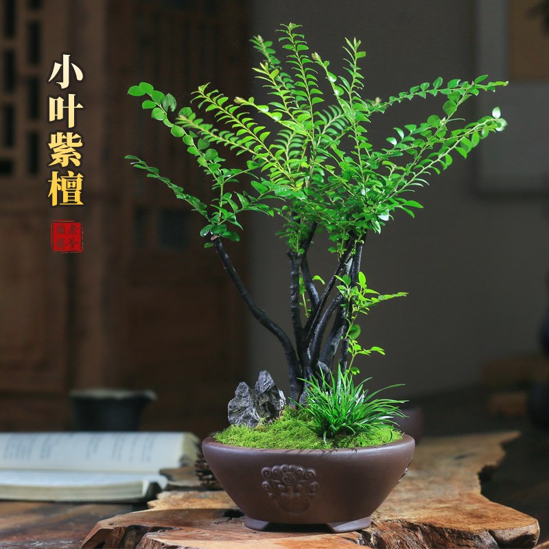 小叶紫檀盆栽黑骨檀植物四季常绿创意盆景室内桌面庭院观叶绿植
