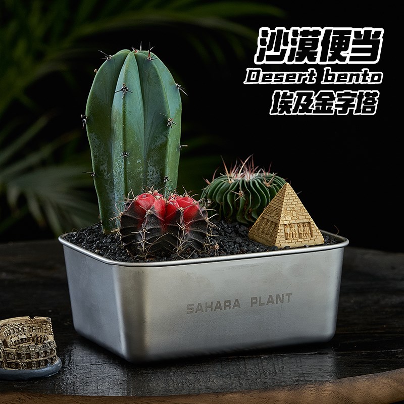 【世界之窗】沙漠便当仙人掌盆栽办公桌面植物创意小礼品送礼