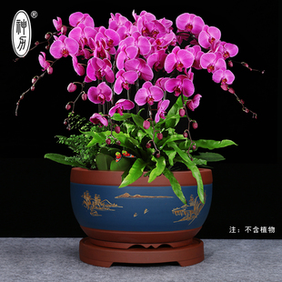 包邮 绿萝组合多肉大拼盘特大号圆盆景盆带托盘花盆 蝴蝶兰 紫砂盆