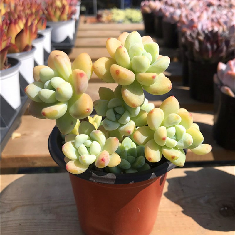 罗琦劳尔 云南清棚多肉植物大棵木质化老桩整桩群生新手练手好养