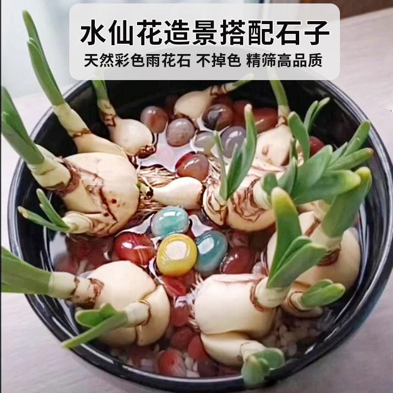 天然雨花石鹅卵石铜钱草碗莲郁金香水培石子植物固定装Z饰彩色石