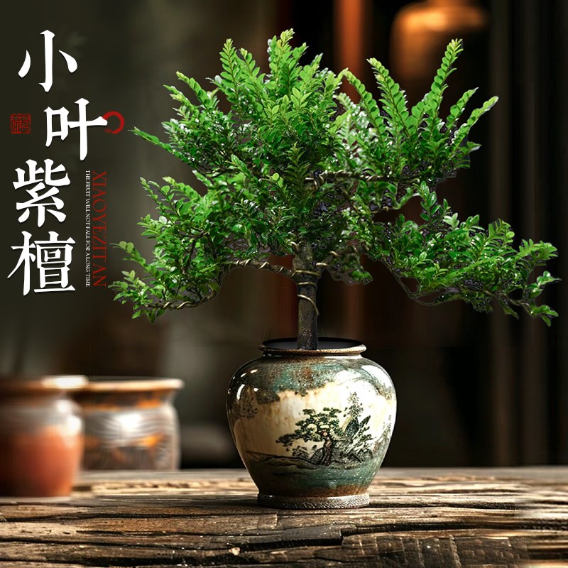 小叶紫檀盆景老桩树苗黑骨茶室内办公室绿植盆栽摆件四季好养植物