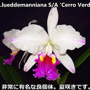 Verde 稀有兰花卡特兰原生种C.lueddemanniana Cerro alba semi