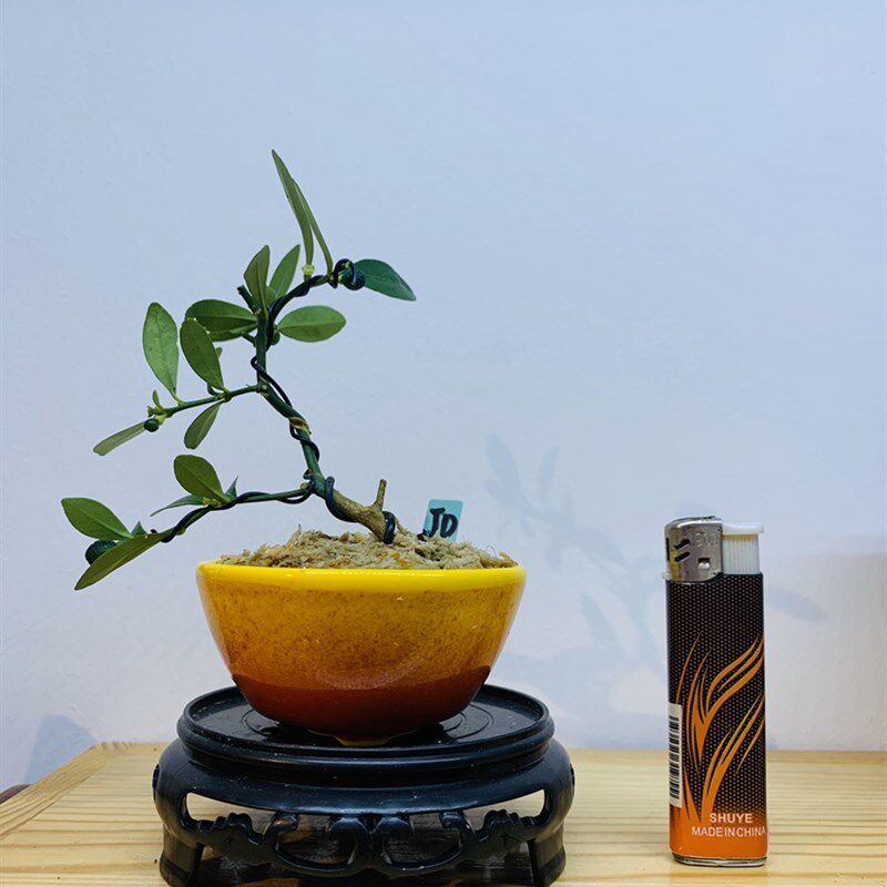 木木三/原生茶台小品豆盆造型盆景 办公桌书桌摆件小精品拇指盆景