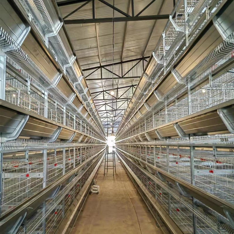 厂家直销全自动大层叠蛋鸡笼集蛋清粪一体养殖设备蛋鸡笼