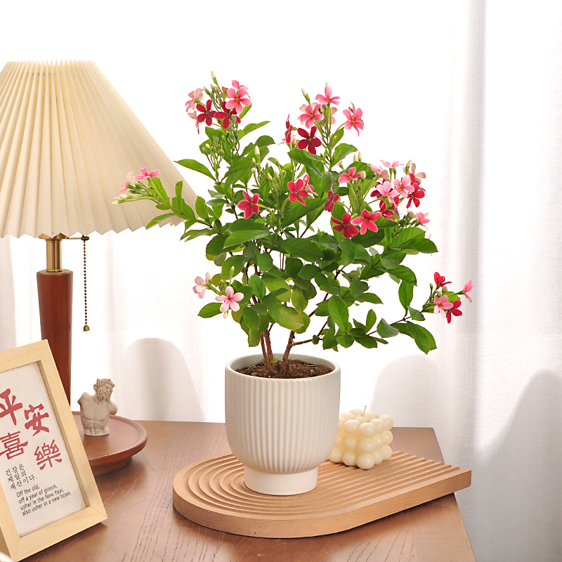 直立使君子木本花卉植物盆栽室内阳台庭院观花期长花开不断好养活