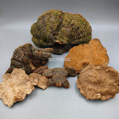 吉林长白山松木 松针层孔菌 灵芝松树桑黄松白腐菌零售非种植