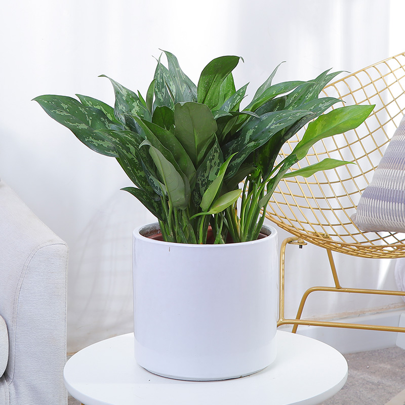 绿植小盆栽室内办公室桌面绿植迷你中国红花卉防辐射装饰好养植物