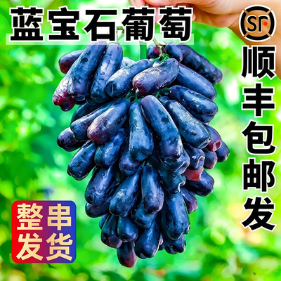 蓝宝石金手指葡萄顺丰包邮新鲜无籽黑提子整箱水果黑美人指当季果