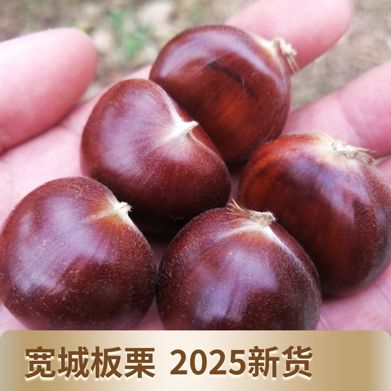 2025年新下树宽城板栗当季新鲜板栗农家现摘承德特产5斤装新货