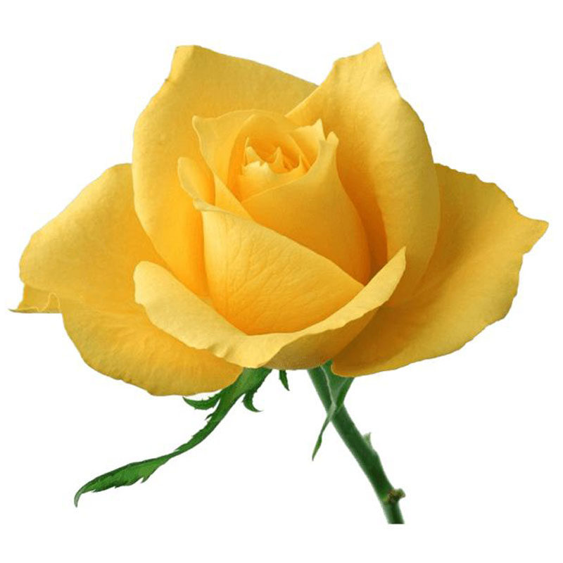 黄和平月季花大苗特大花浓香玫瑰苗阳台庭院盆栽四季观花绿植花卉