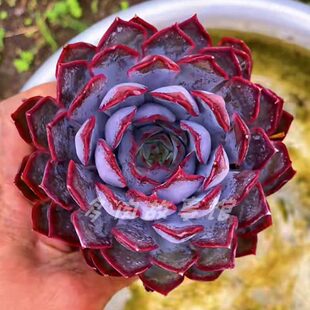 暗冰 开学礼物好养好看多肉植物室内书房办公室耐干旱好养殖