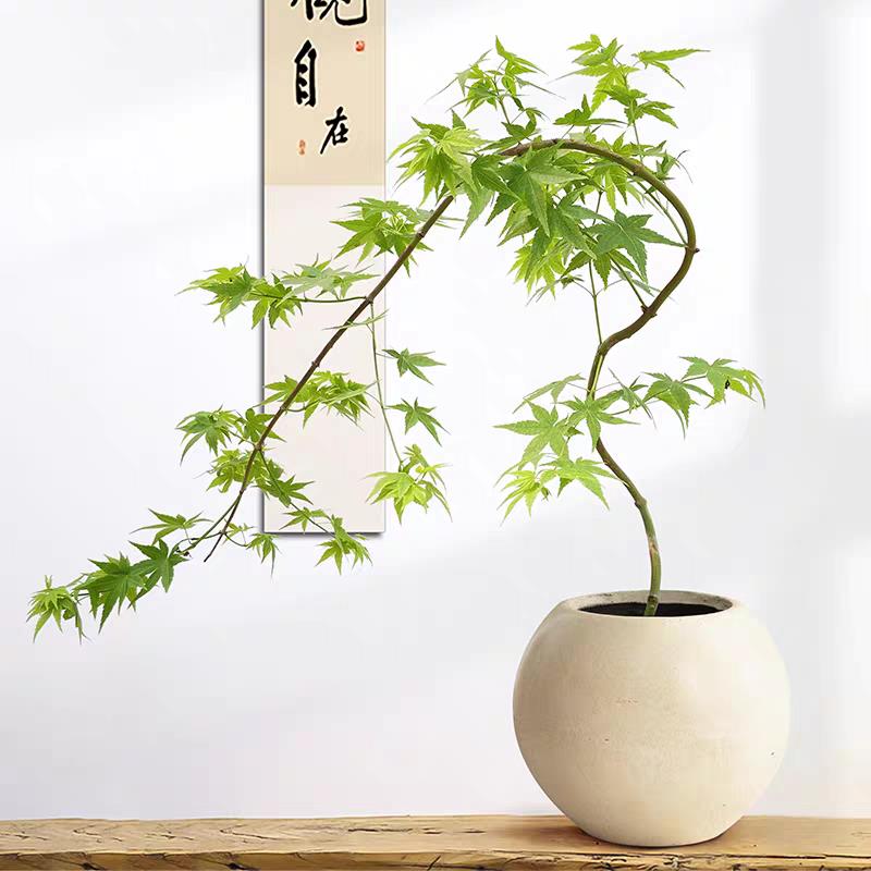 造型随机流泉枫桌面茶室盆栽客厅小盆栽阳台新中式风盆景观叶