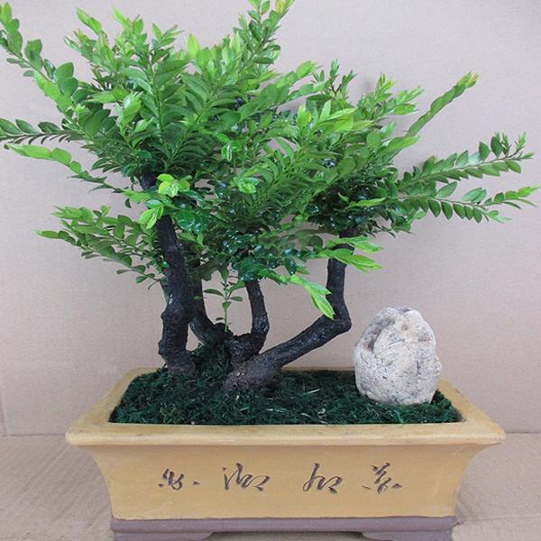 老桩镇宅小叶紫檀盆景植物室内盆景树桌面绿植客厅树桩盆栽陶瓷盆