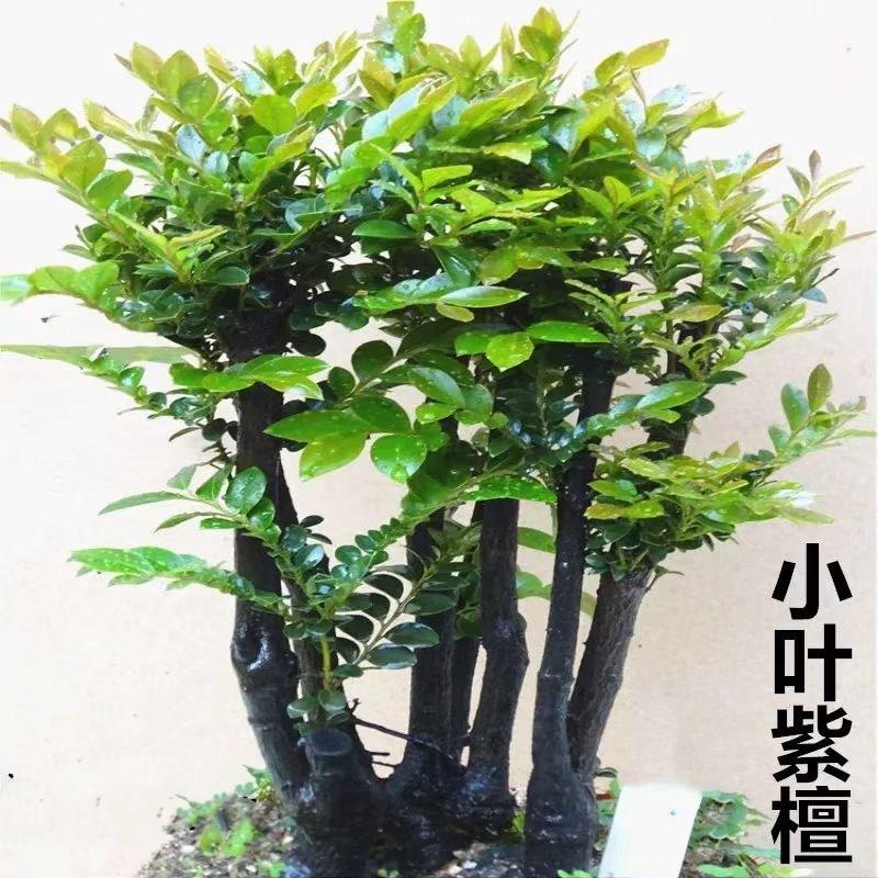 名贵小叶紫檀盆景树桩室内客厅办公桌面盆栽老桩四季常青好养植物