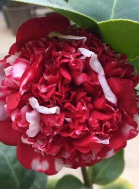 花佛鼎 经典国茶品种华东十大名茶花之一托桂型茶花四季常绿花木