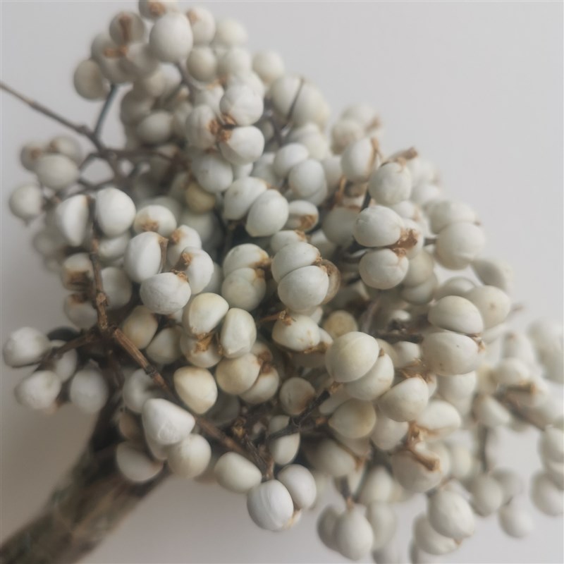 【短支小白果】厂家小q白果干花冬菇草乌桕果白豆北欧森系干树枝