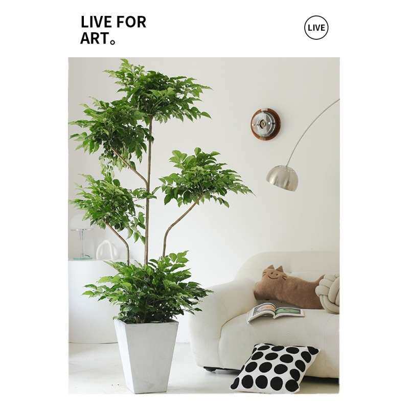 客厅高大绿植家庭绿植客厅落地绿植真花室内大型绿植真花旺宅摆件