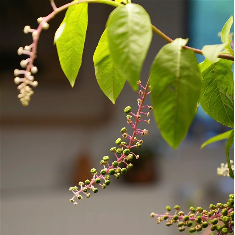 【云花甄选】商陆客o厅搭配鲜花家居插花水养云南直发山野绿植