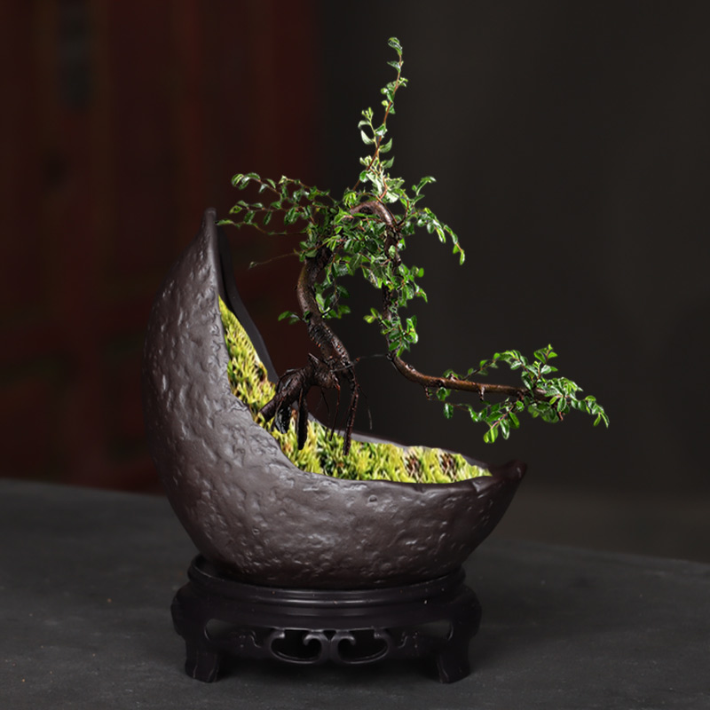 紫砂陶瓷花盆文竹六月雪异形月牙盆客厅多肉绿植S创意盆景盆带底