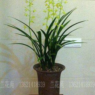 带花苞特壮苗企剑白墨 香素心墨兰 出架 报岁兰花春节开花