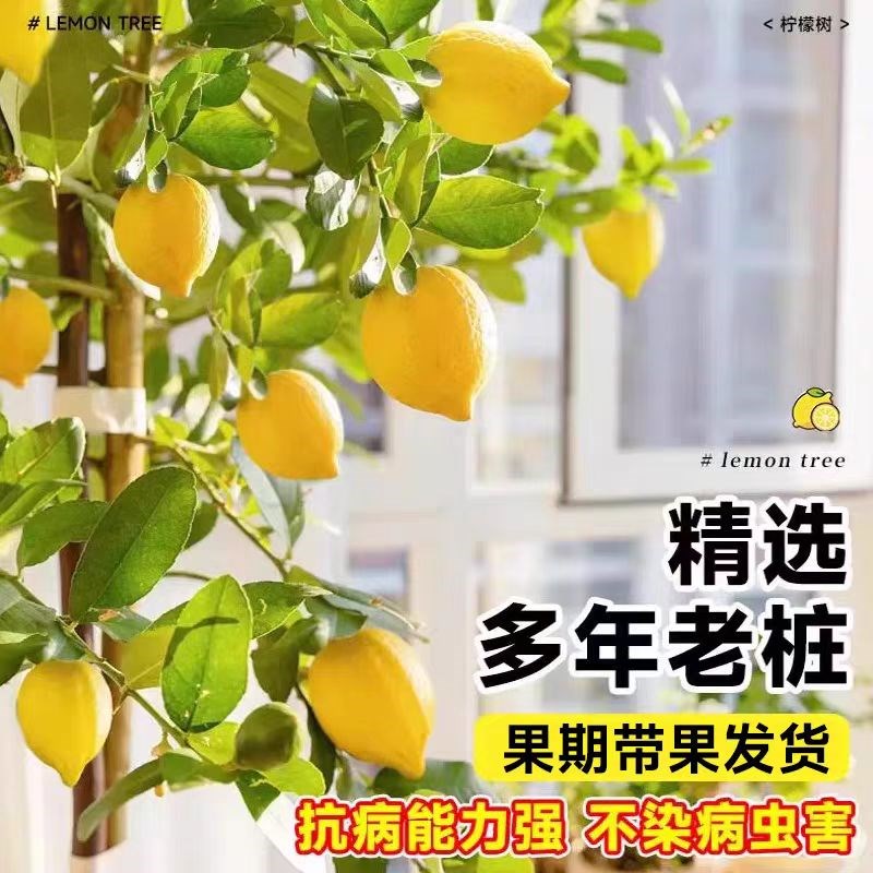 香水柠檬树树苗盆栽带果客厅绿植室内花卉四季开花阳台庭院大植物