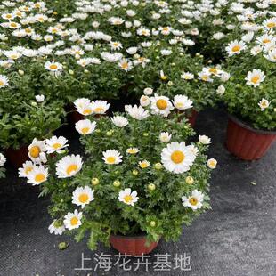 洋甘菊白金菊小白菊盆栽野趣重瓣多年生宿根花庭院花境搭阳台包邮