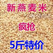 东北新鲜燕麦米燕麦仁燕麦雀麦粒燕麦粒燕麦粗粮 5斤特价